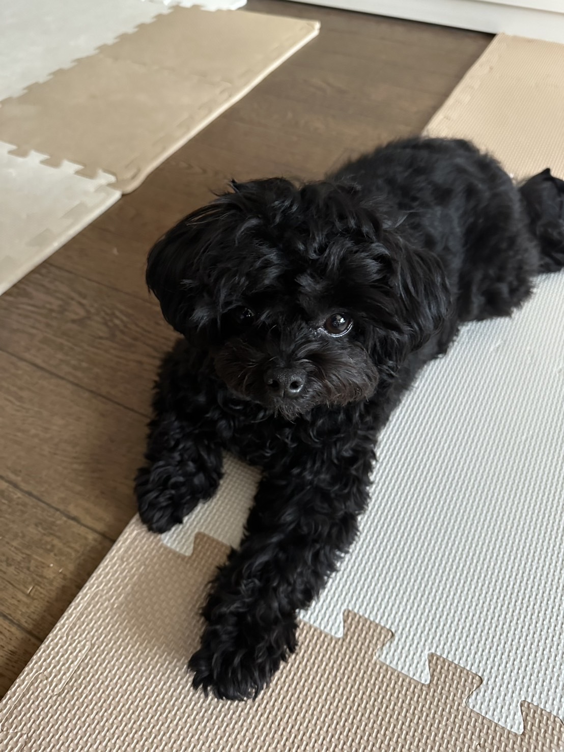 採用情報